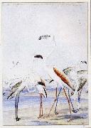 flamingos vid v alfiskbukten i sydvastafrika en av baines manga illustrationer till anderssons stora fagelbok